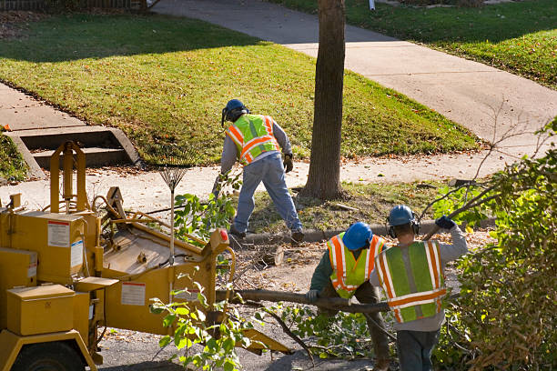 Tree Removal