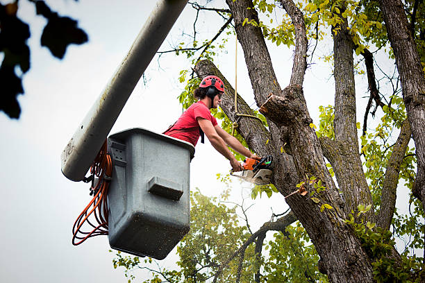 Red Bluff, CA Tree Removal Company